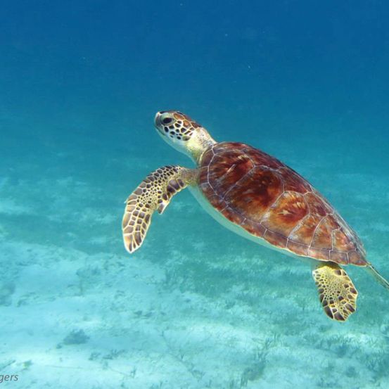 Buy Adderall Online Overnight SwiftDrop Home Express