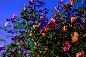 Flowers (Green on Pink)