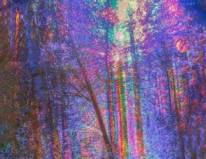 Tri Color Forest