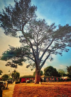 Wardholme Torrey Pine