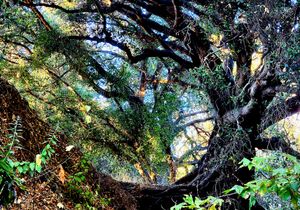 At the Bend along San Jose Creek