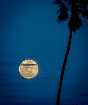 Moonrise With Palm