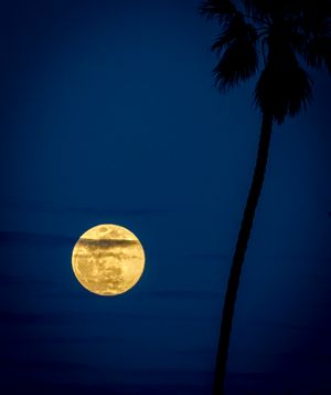 Rising Moon with Palm Tree