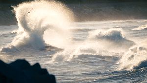 Seagulls with Backwash