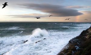 Seagulls Flying, Carpinteria