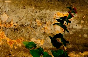Bouganvillea Bloom