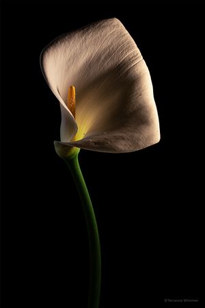 Calla Lily V