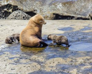 Maternal Sea Lion