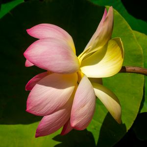 Lotus Flower 1