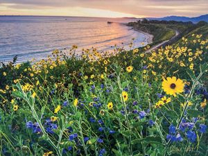 Carpinteria Coastal Flower Arrangement