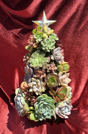 Nov 8: Festive Succulent Tree