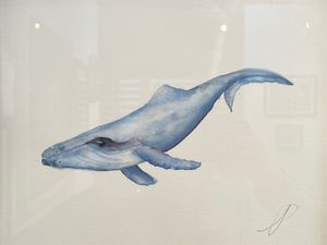Adolescent Whale