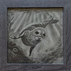 Harbor Seal Pup