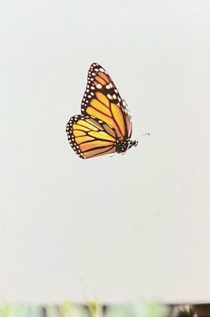 Queen Monarch