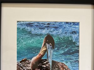 Resting Pelican