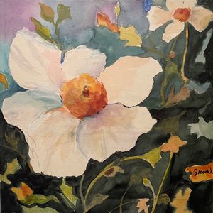Matilija Poppy