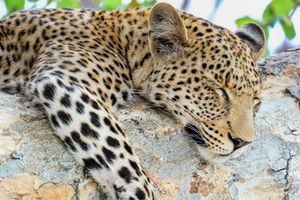 Napping Leopard, Okavango Delta, Botswana, Africa