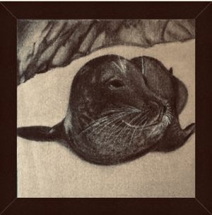 Harbor Seal #2