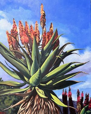 Cape Aloe