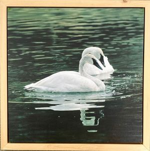Trumpeter Swans - Hayden Valley Yellowstone