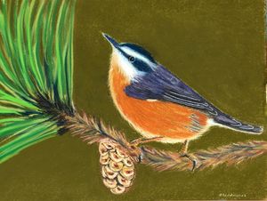 Red-breasted Nuthatch