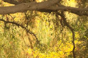 Nature's Curtain
