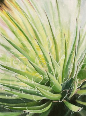 Succulent 1 Thread Agave