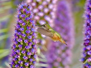 Hummingbird Happy Hour