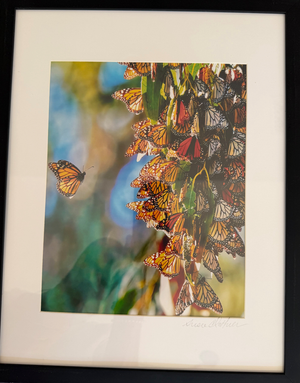 Monarch Kaleidoscope