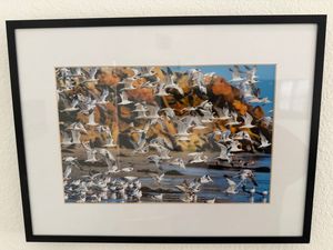 Santa Claus Beach Terns