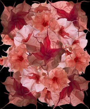 Angel's Trumpets