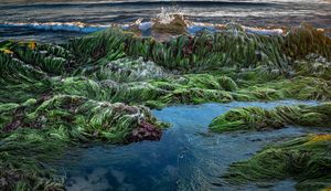 King Low Tide