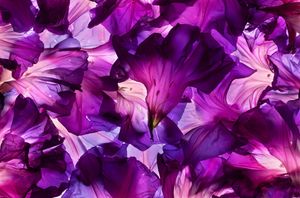 Morning Glory