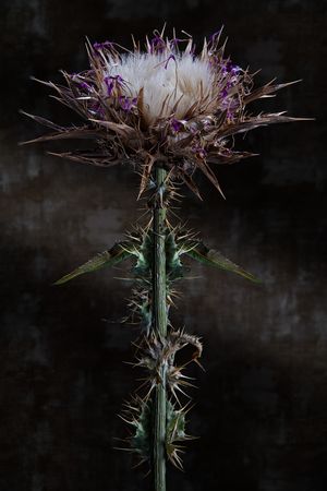 Toro Canyon Thistle