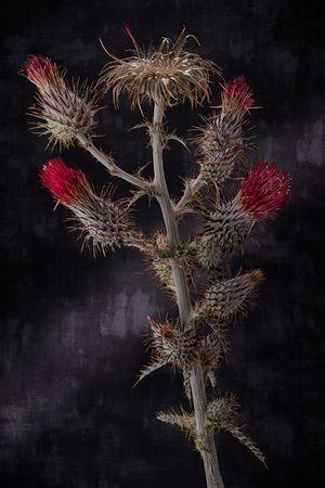 Red Thistle XIV