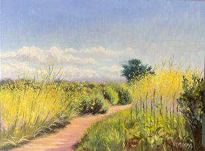 Mustard Bloom At More Mesa SB