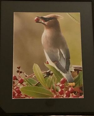 Cedar Waxwing and Berry
