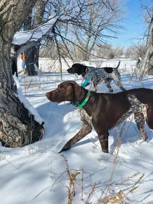 AGCI Benefit Bird Hunt 2024