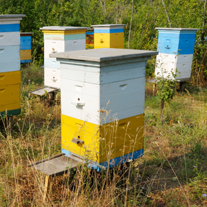 Beehive