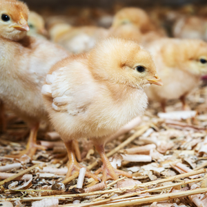 Flock of Chicks