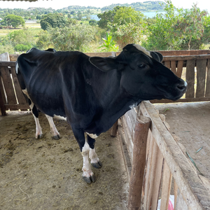 Milk Cow