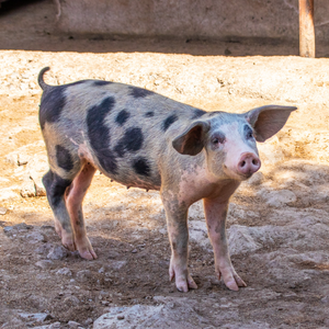 Pig