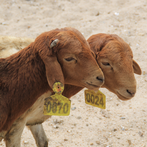 Sheep