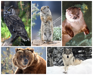 The Yellowstone Pair
