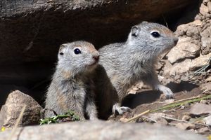 Uinta Ground Squirrels