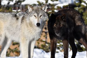 Hoodoo Pack