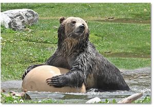 Spring Break With The Bears