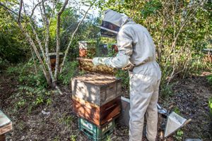 Beekeeping Apprenticeship Program 2023