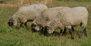 Support our Sheep!