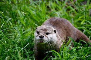 Virginia Zoo Pledge Payment